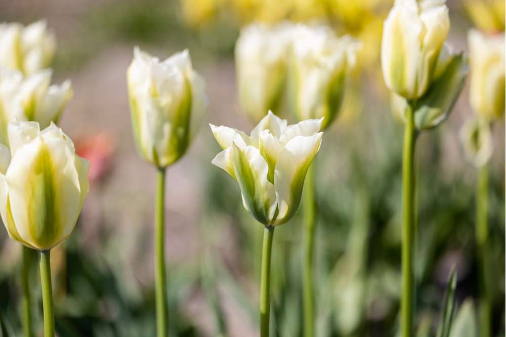 Tulpan 'Spring Green'